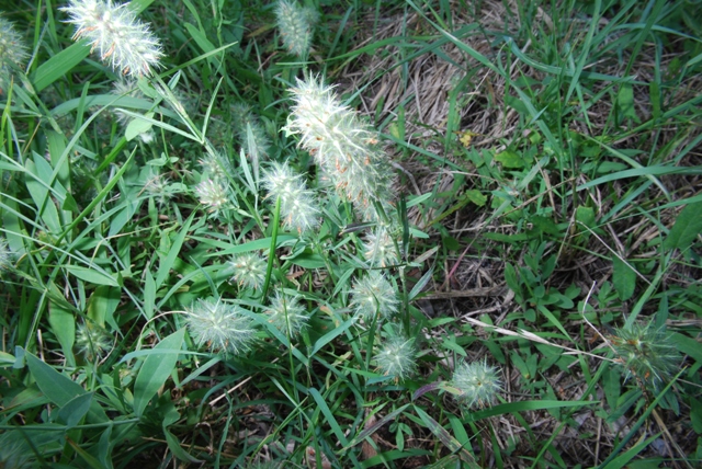 Trifolium angustifolium